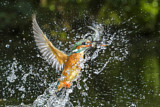 Image. Common Kingfisher