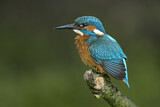 Image. Common Kingfisher