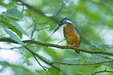 Image. Common Kingfisher
