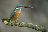 Image. Common Kingfisher