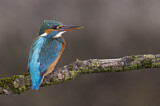 Image. Common Kingfisher