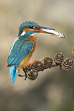 Image. Common Kingfisher