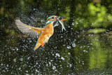 Image. Common Kingfisher