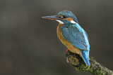 Image. Common Kingfisher