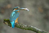 Image. Common Kingfisher