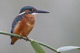 Image. Common Kingfisher