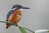 Image. Common Kingfisher