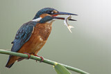 Image. Common Kingfisher