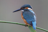 Image. Common Kingfisher