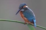 Image. Common Kingfisher