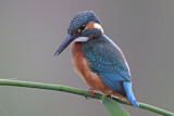 Image. Common Kingfisher