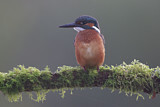 Image. Common Kingfisher