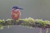 Image. Common Kingfisher