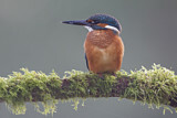 Image. Common Kingfisher