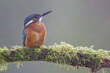 Image. Common Kingfisher