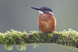 Image. Common Kingfisher