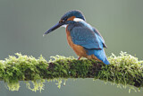 Image. Common Kingfisher