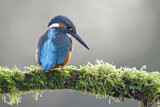 Image. Common Kingfisher