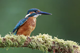Image. Common Kingfisher