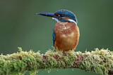 Image. Common Kingfisher