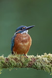 Image. Common Kingfisher