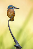 Image. Common Kingfisher