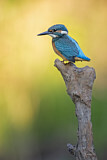 Image. Common Kingfisher
