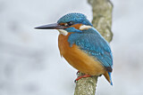 Image. Common Kingfisher