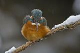Image. Common Kingfisher