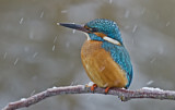 Image. Common Kingfisher
