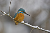 Image. Common Kingfisher