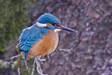 Image. Common Kingfisher
