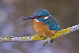 Image. Common Kingfisher