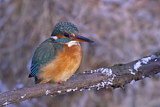 Image. Common Kingfisher