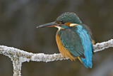 Image. Common Kingfisher