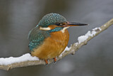 Image. Common Kingfisher