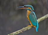 Image. Common Kingfisher