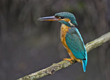 Image. Common Kingfisher
