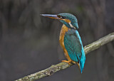 Image. Common Kingfisher