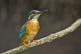 Image. Common Kingfisher