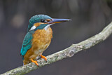 Image. Common Kingfisher