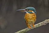 Image. Common Kingfisher