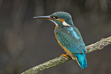 Image. Common Kingfisher