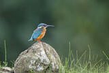 Image. Common Kingfisher