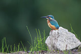 Image. Common Kingfisher