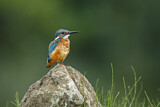 Image. Common Kingfisher