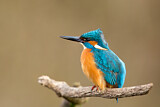 Image. Common Kingfisher