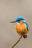 Image. Common Kingfisher