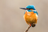 Image. Common Kingfisher