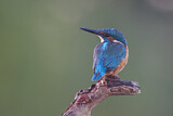 Image. Common Kingfisher